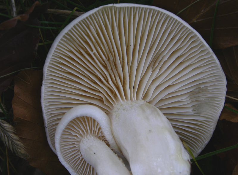 Hygrophorus eburneus  o H. discoxanthus....